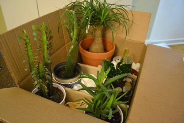 best way to move plants when moving house