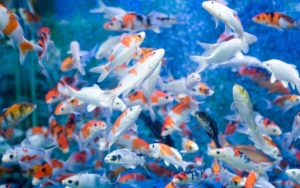 Tips for moving an Aquarium by Secure Moving Ltd
